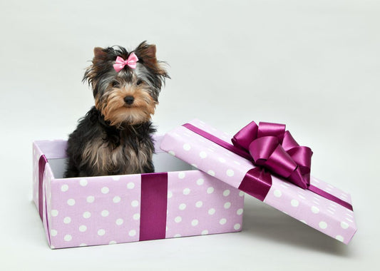 Top Questions to Ask Before Buying Gifts for Pets – A Pet Lover’s Guide