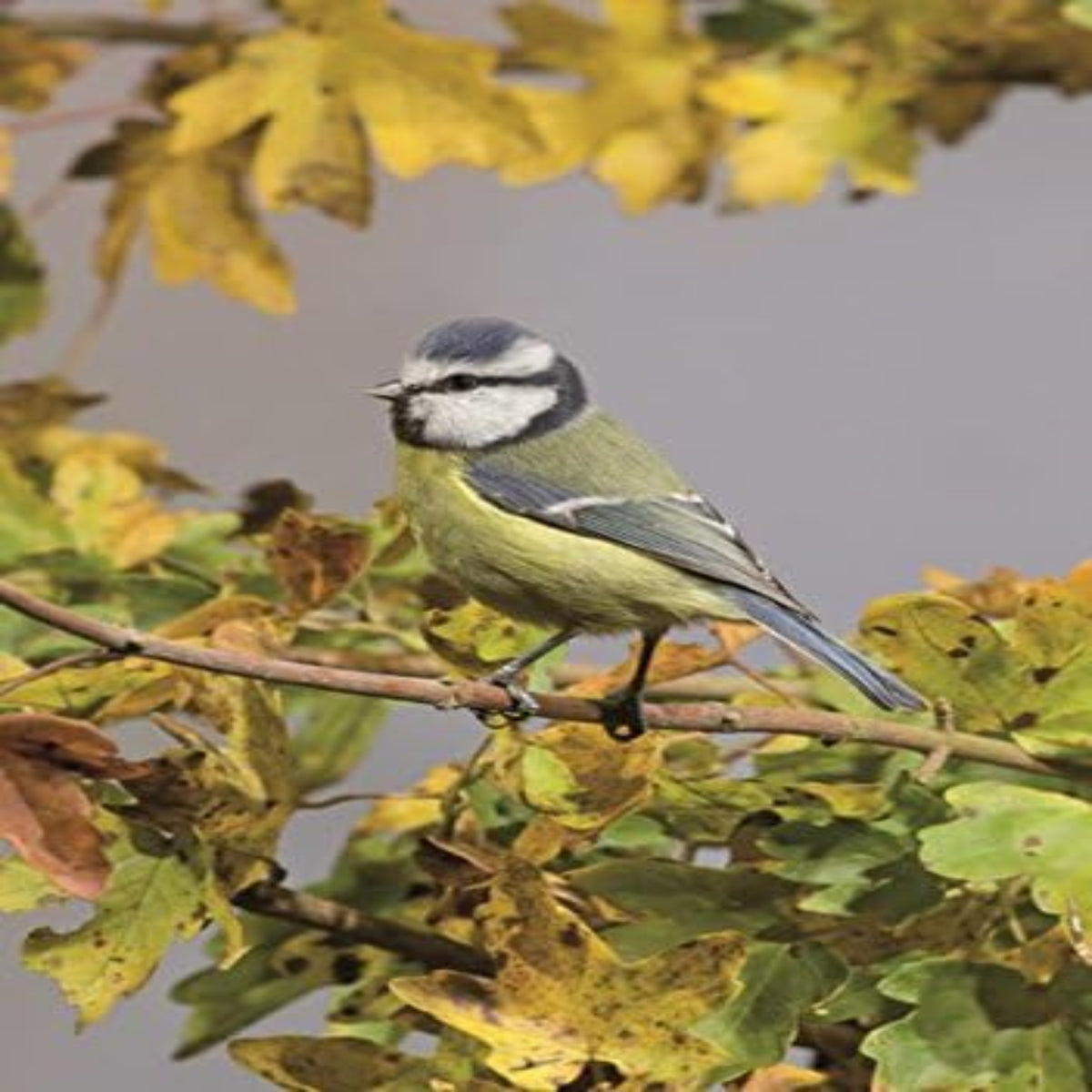Blue Tit Birthday Card – Nature Photo Card | Blossoms & Bows