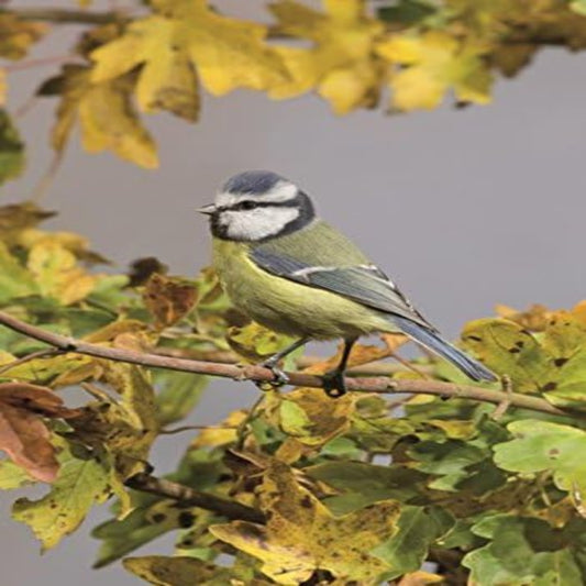 Blue Tit Birthday Card – Nature Photo Card | Blossoms & Bows
